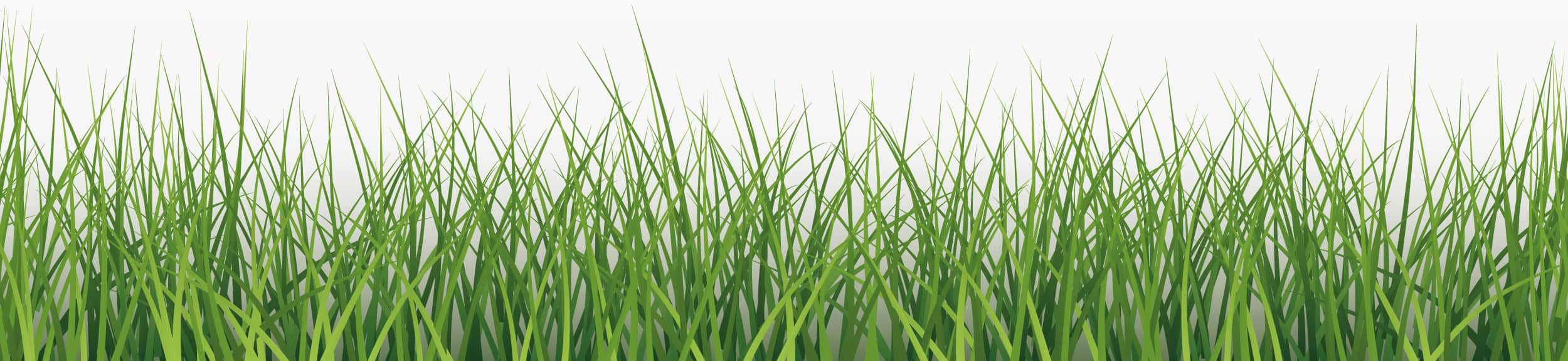 Green blades of grass in natural daylight represent the freshness and purity of IMUMI Grass-Fed Colostrum Powder, with a clear focus on the lush texture indicative of the natural environment where grass-fed cows graze.